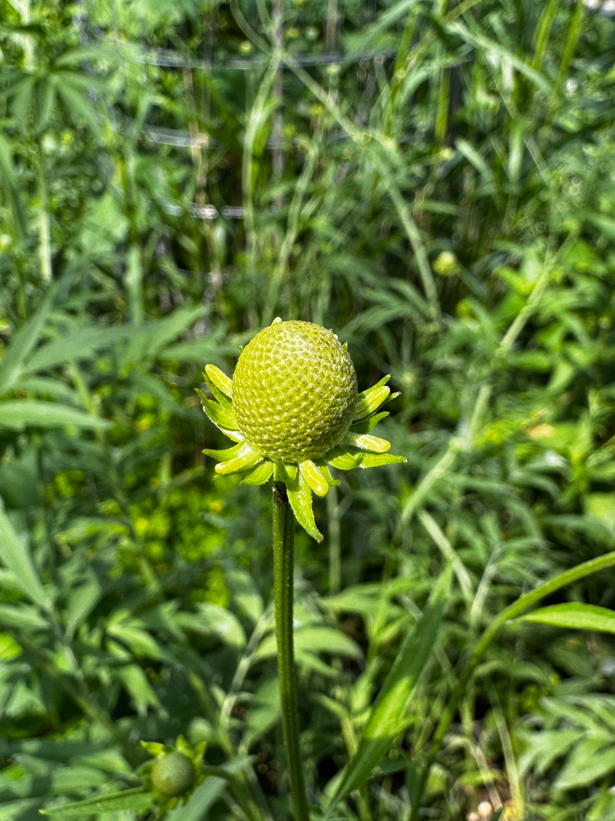 Gray-headed Coneflower (Ratibida pinnata)