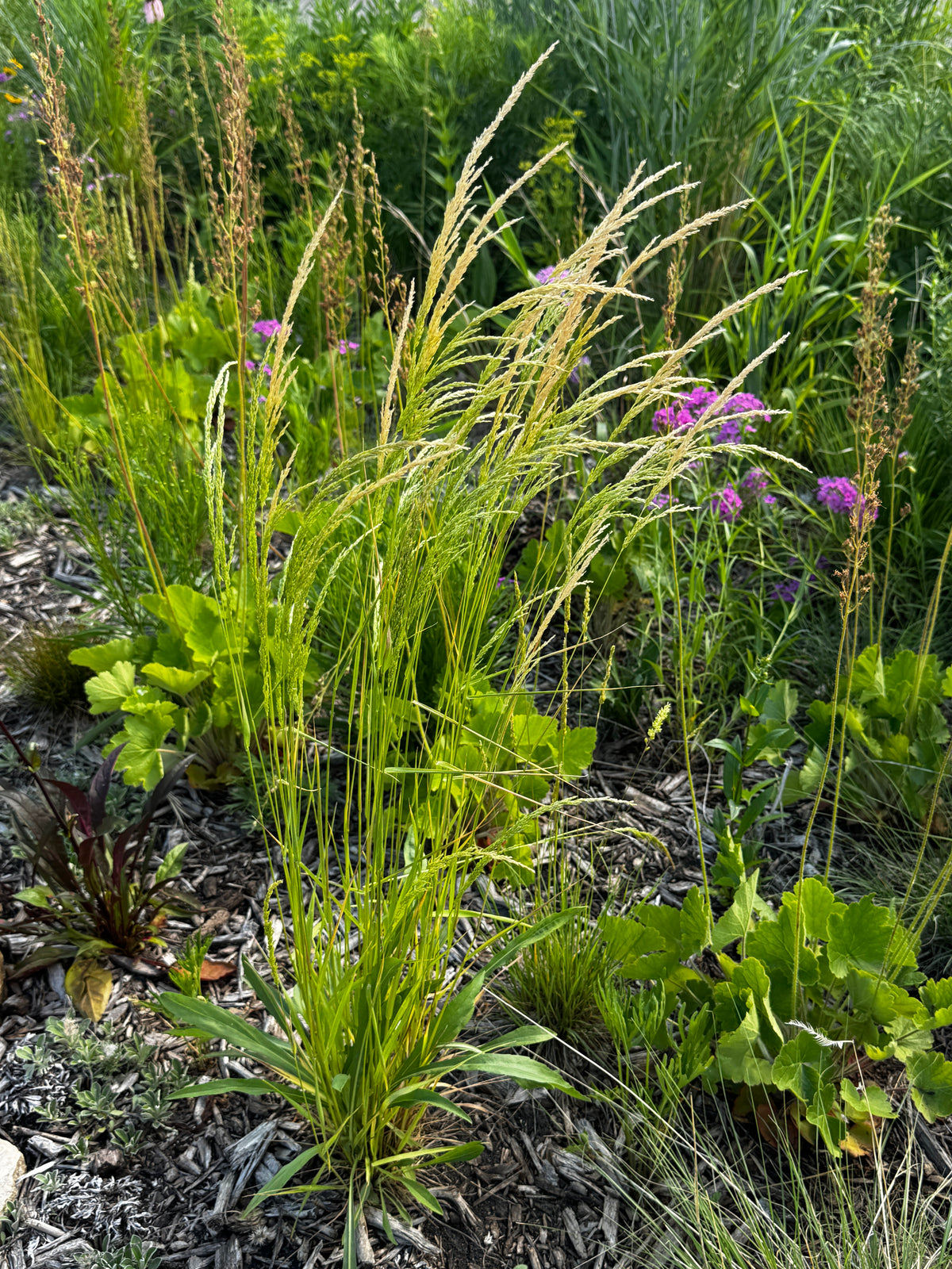 Prairie Wedgegrass (Sphenopholis obtusata)