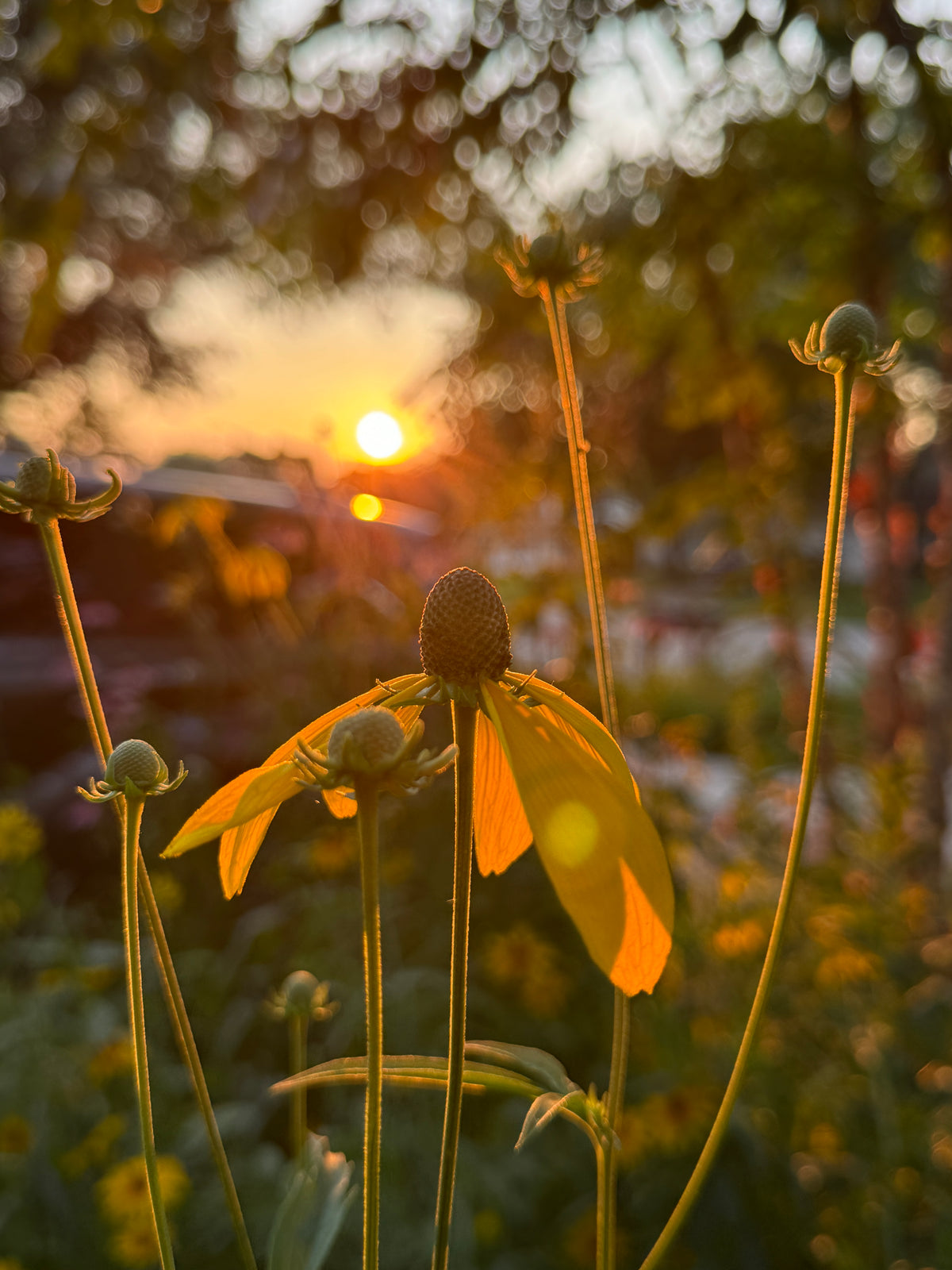 Gray-headed Coneflower (Ratibida pinnata)