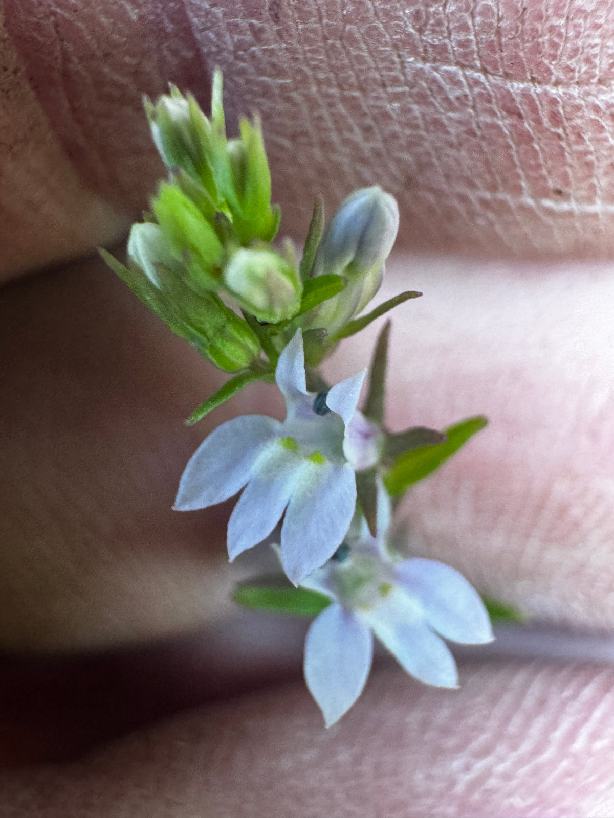 Indian Tobacco (Lobelia Inflata)