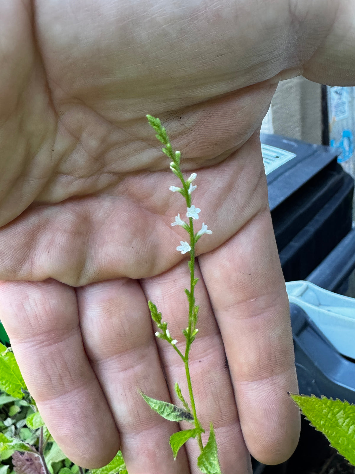 White Vervain (Verbena urticifolia)