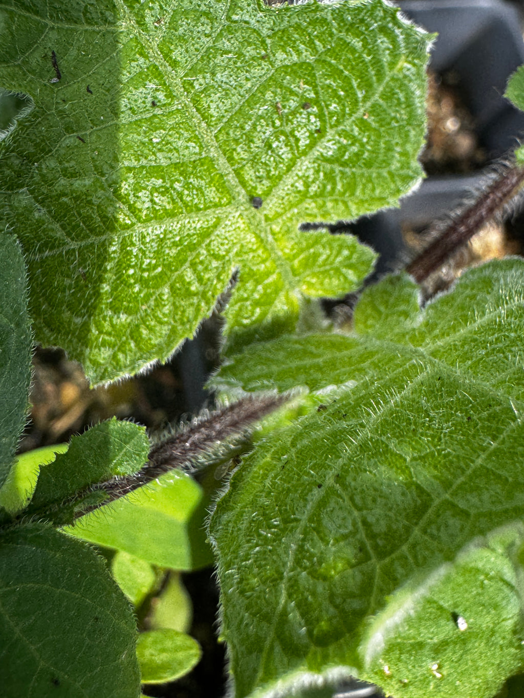 Small-flowered Leafcup (Polymnia Canadensis)