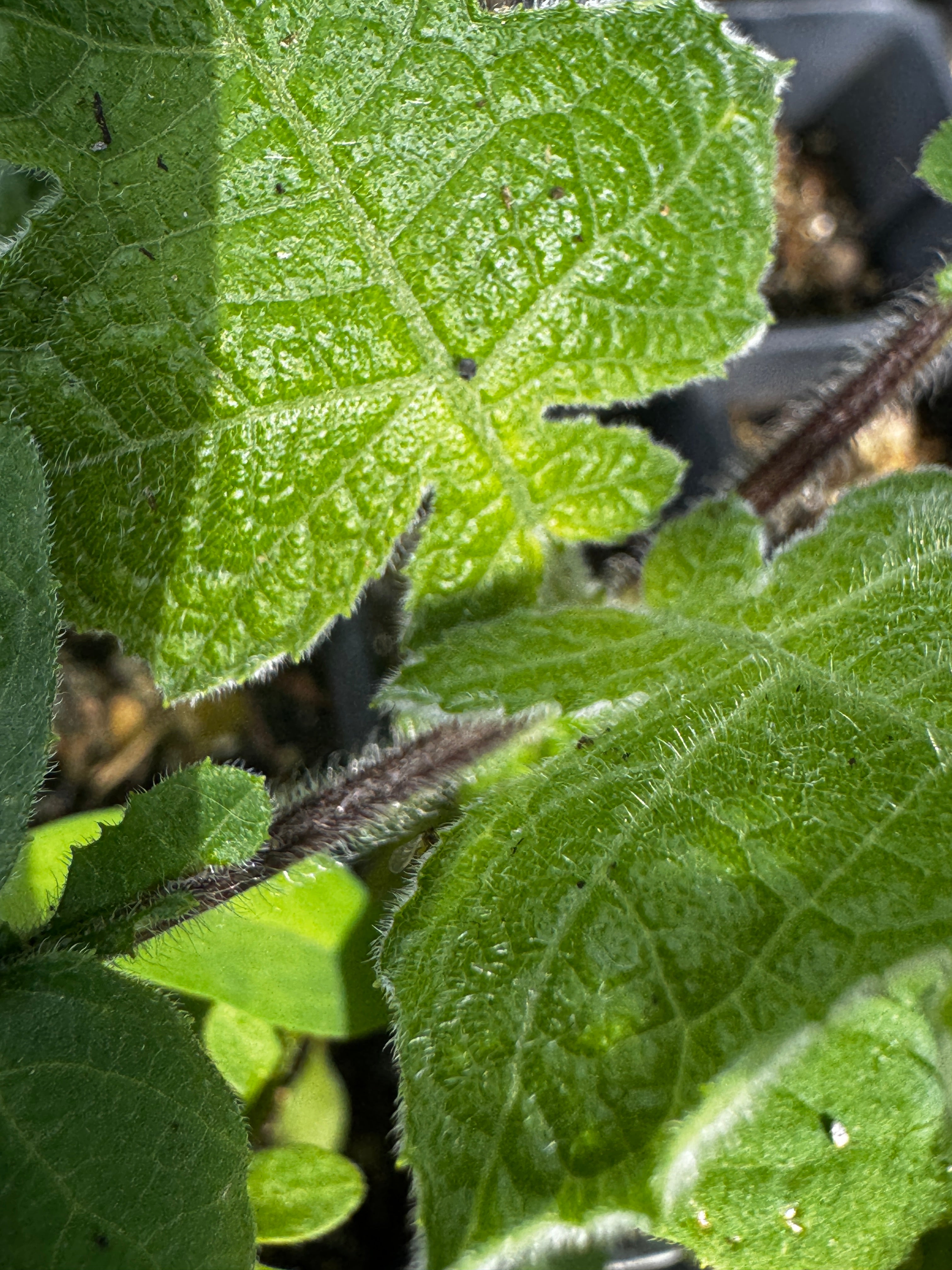 Small-flowered Leafcup (Polymnia Canadensis)