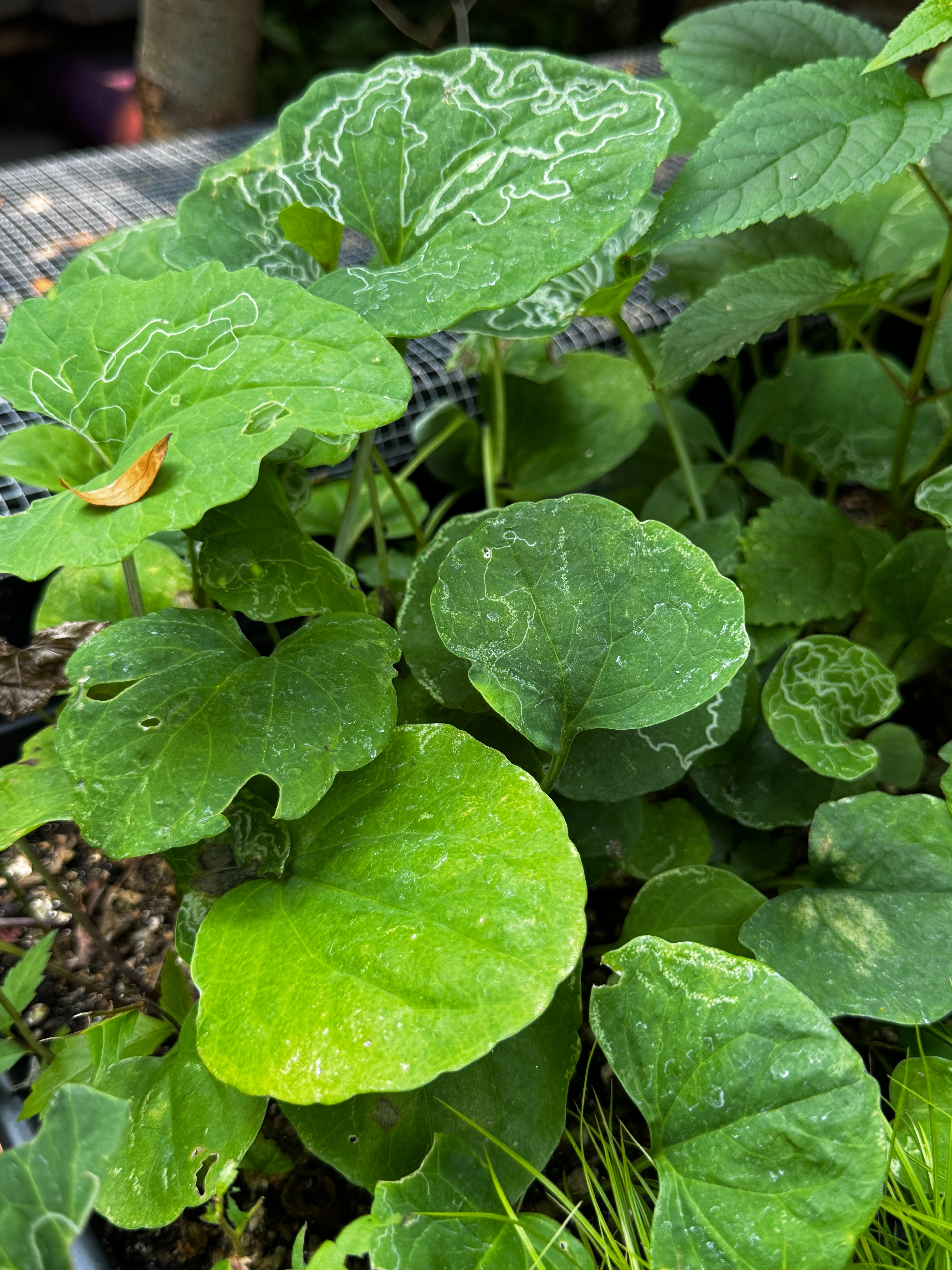 Pale Indian Plantain (Arnoglossum atriplicifolium)