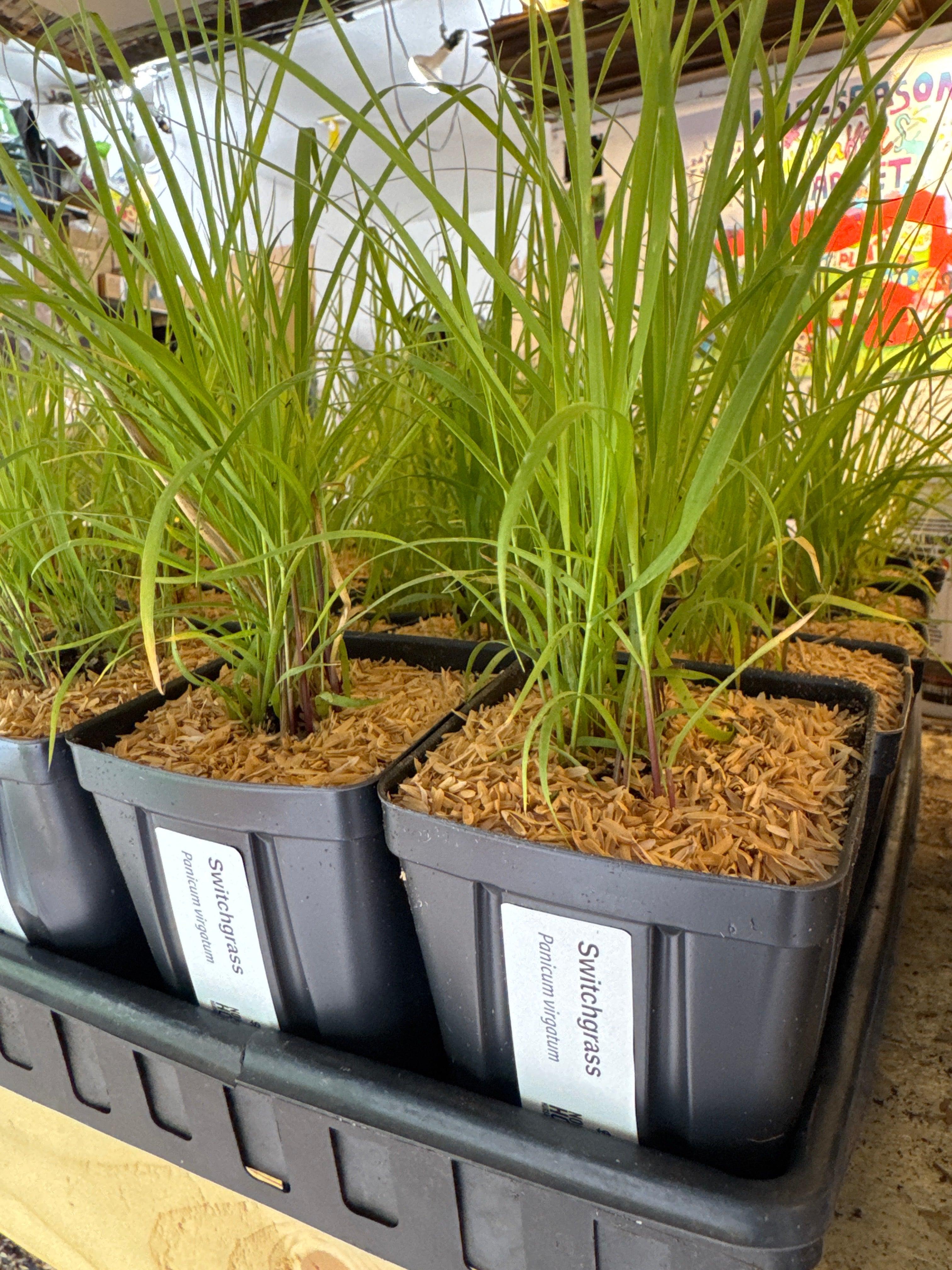 Switchgrass (Panicum Virgatum)