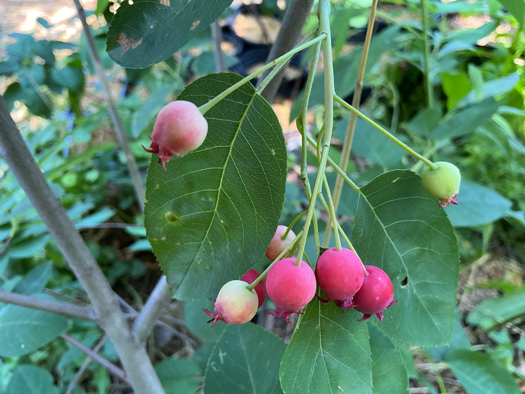 Saskatoon Serviceberry (Amelanchier Alnifolia)