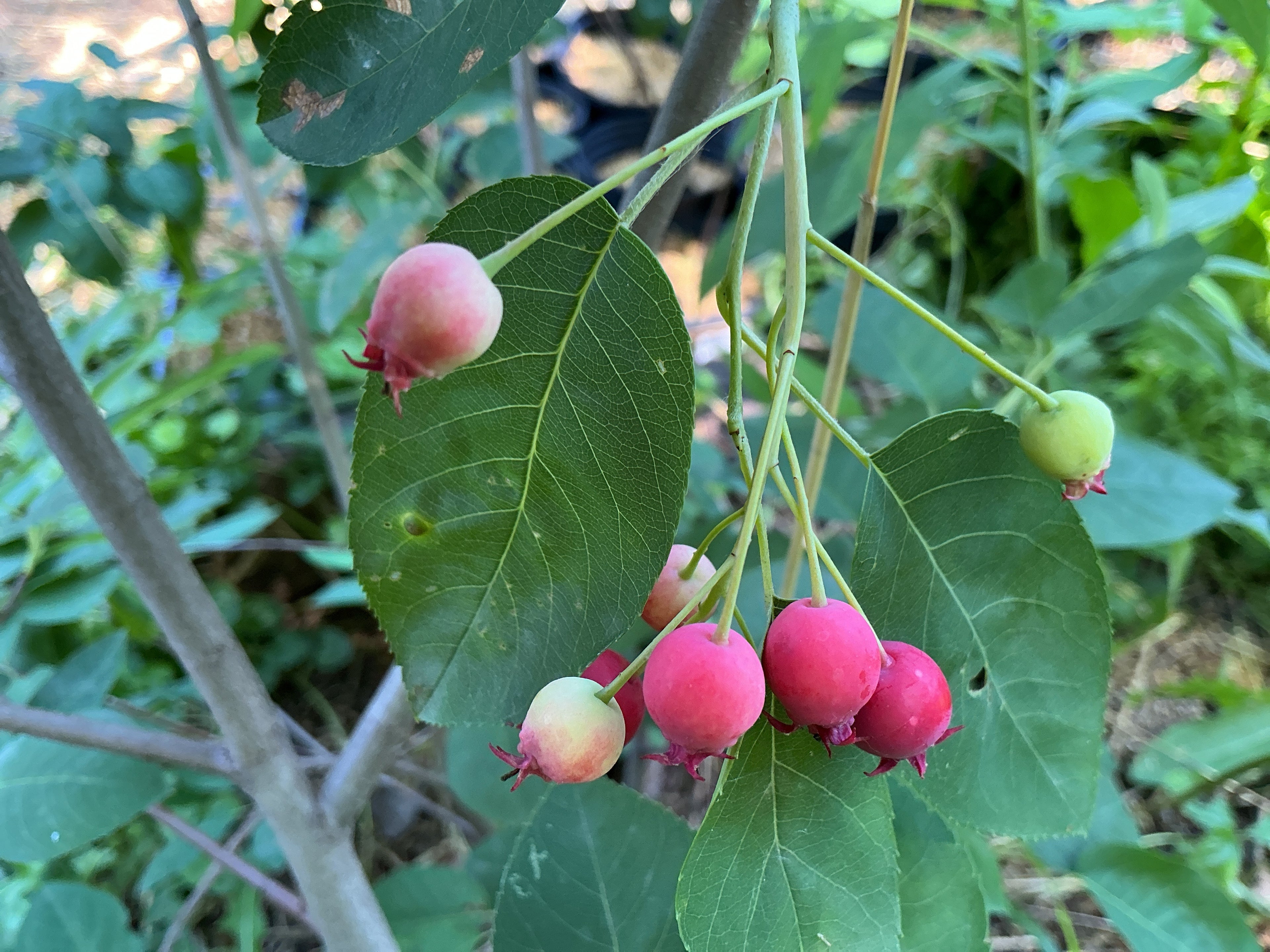 Saskatoon Serviceberry (Amelanchier Alnifolia)