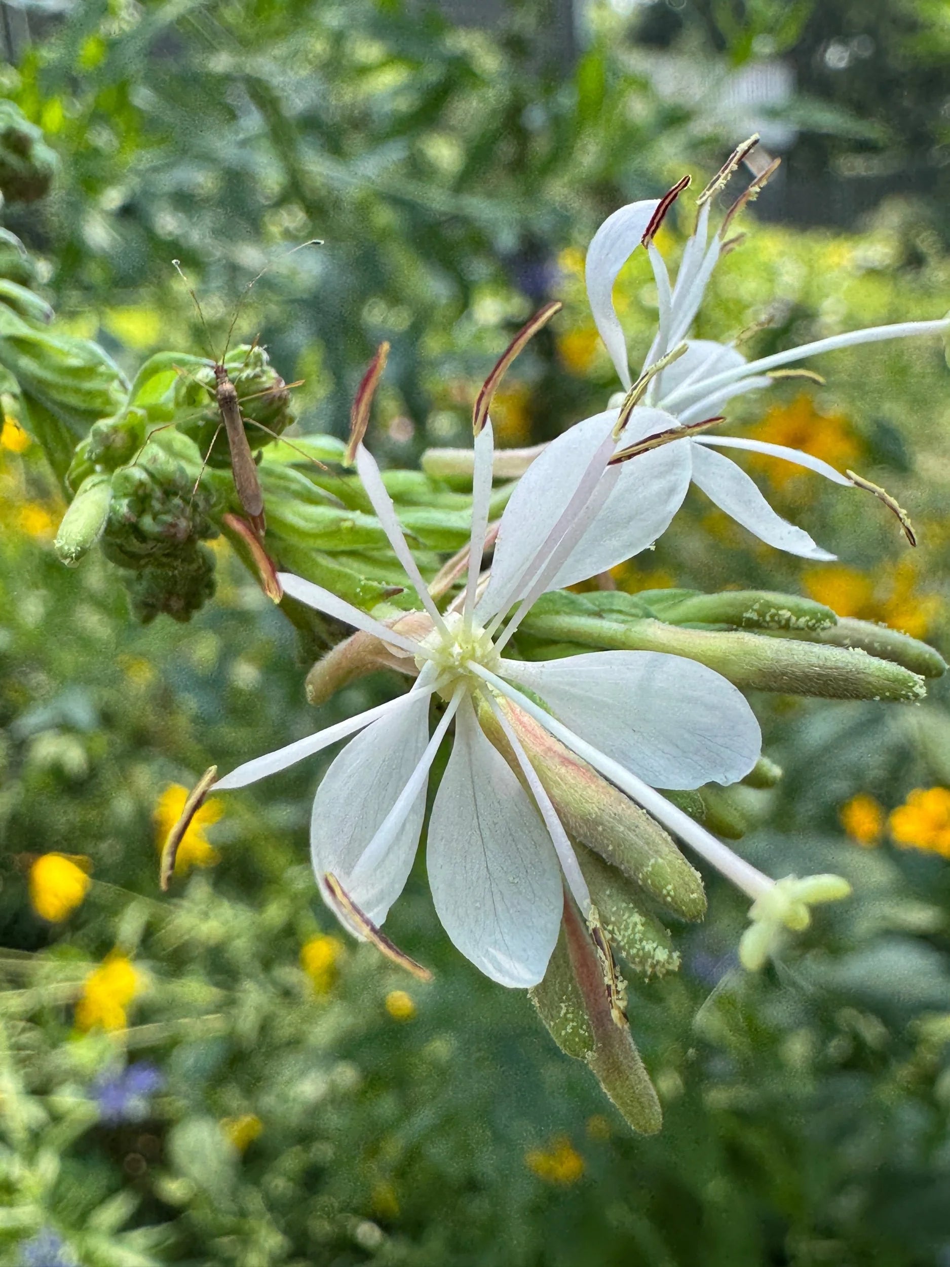 Biennial Gaura (Oenothera Gaura)