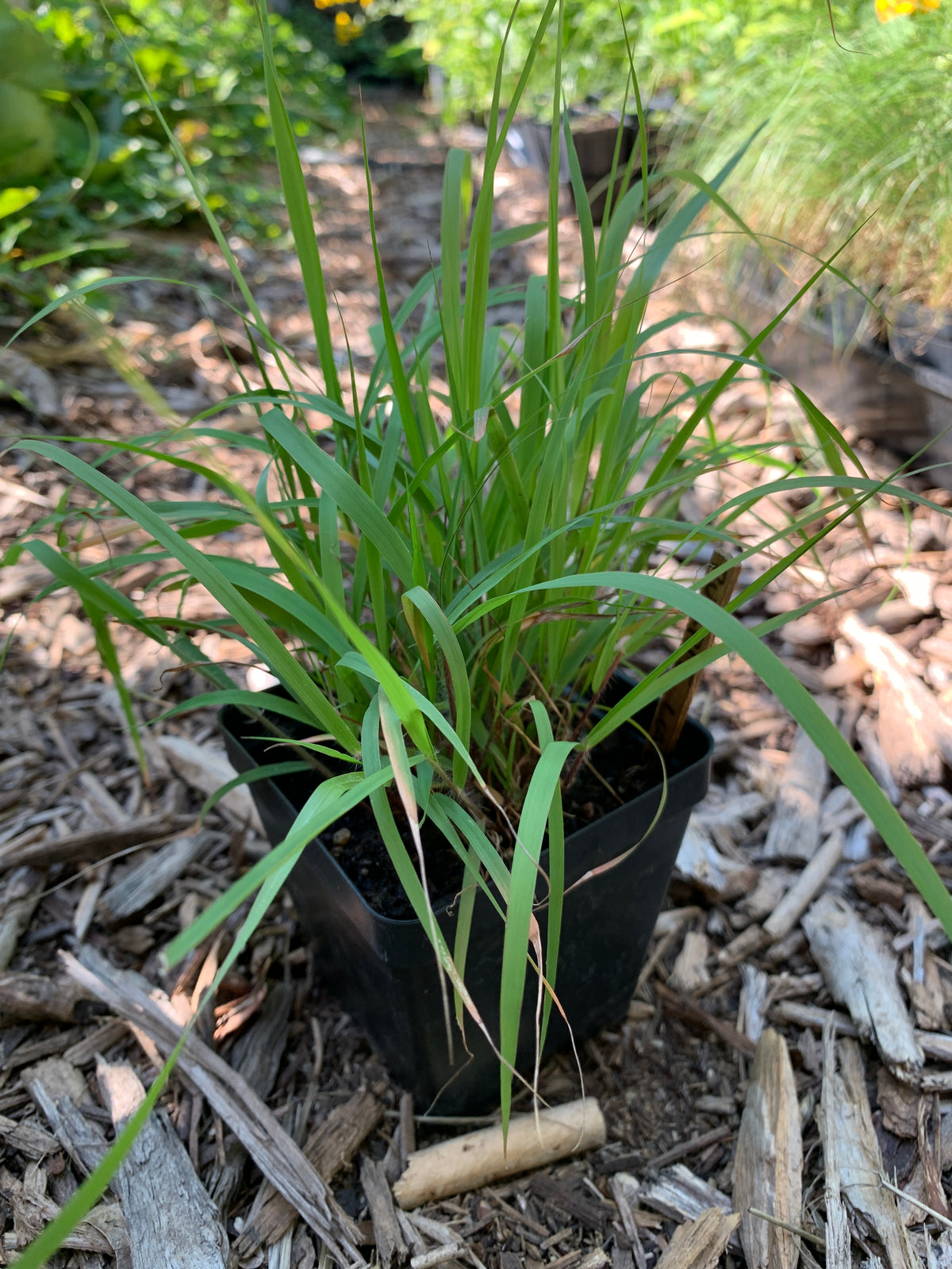 Purple Lovegrass (Eragrostis spectabilis)