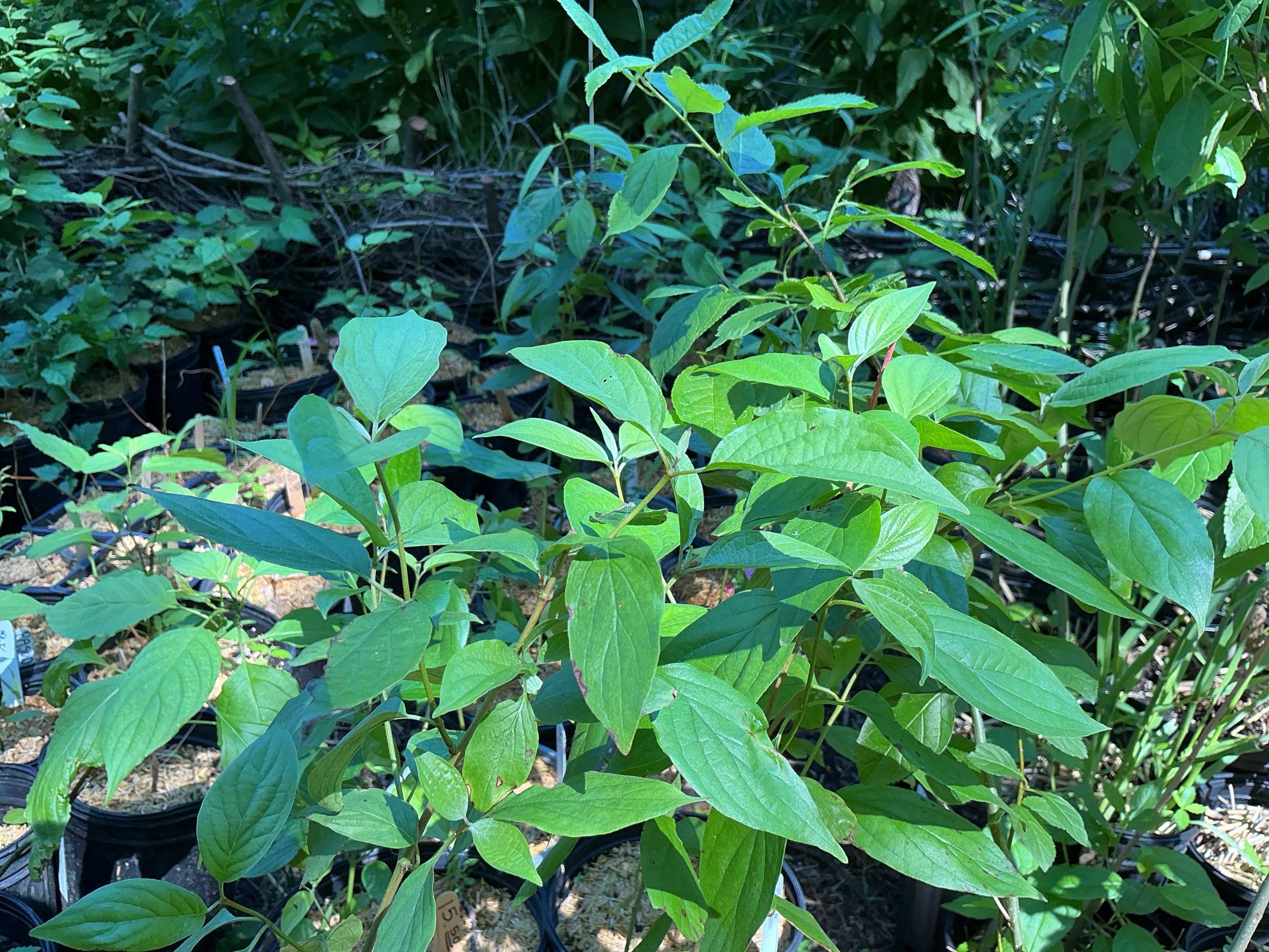 Roughleaf Dogwood (Cornus drummondii)