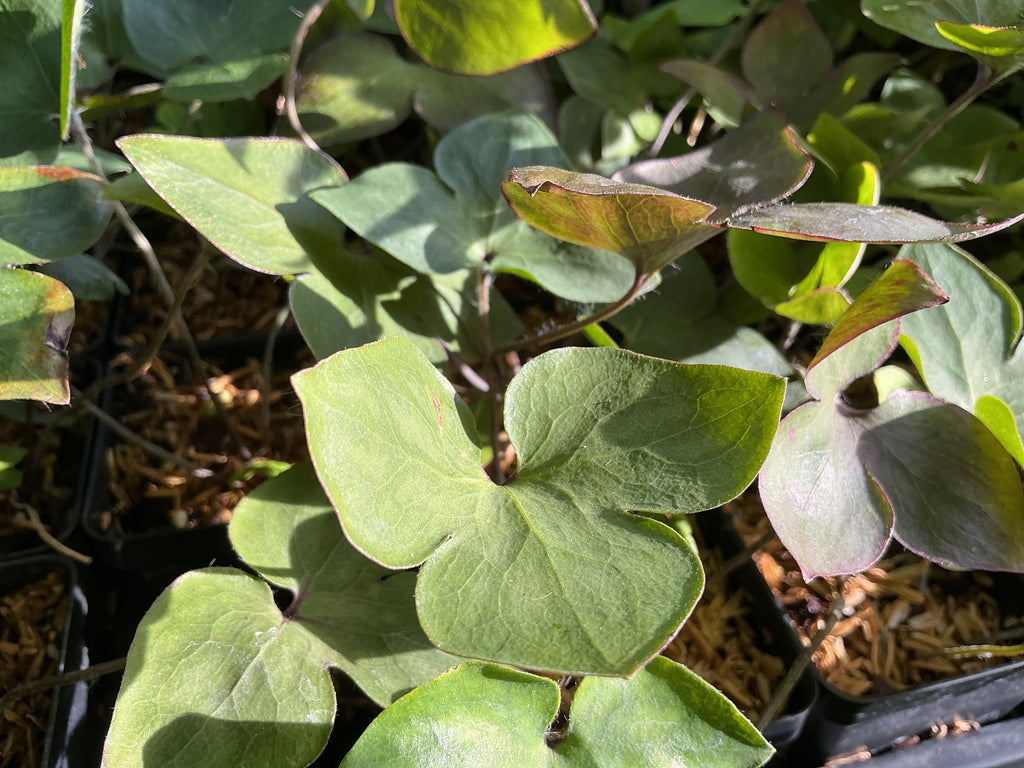 Sharp lobed Hepatica (Hepatica nobilis var. acuta)