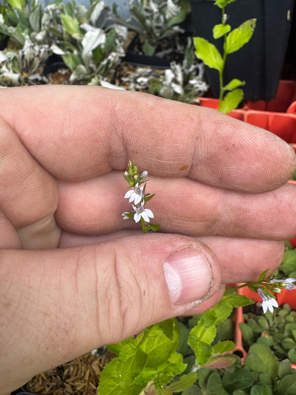 Indian Tobacco (Lobelia Inflata)