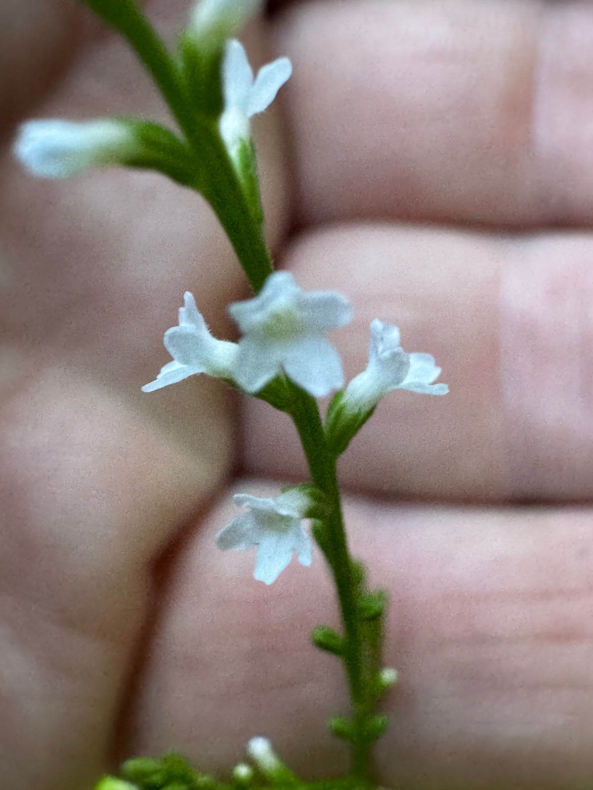 White Vervain (Verbena urticifolia)