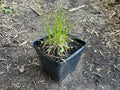 Troublesome Sedge (Carex Molesta)
