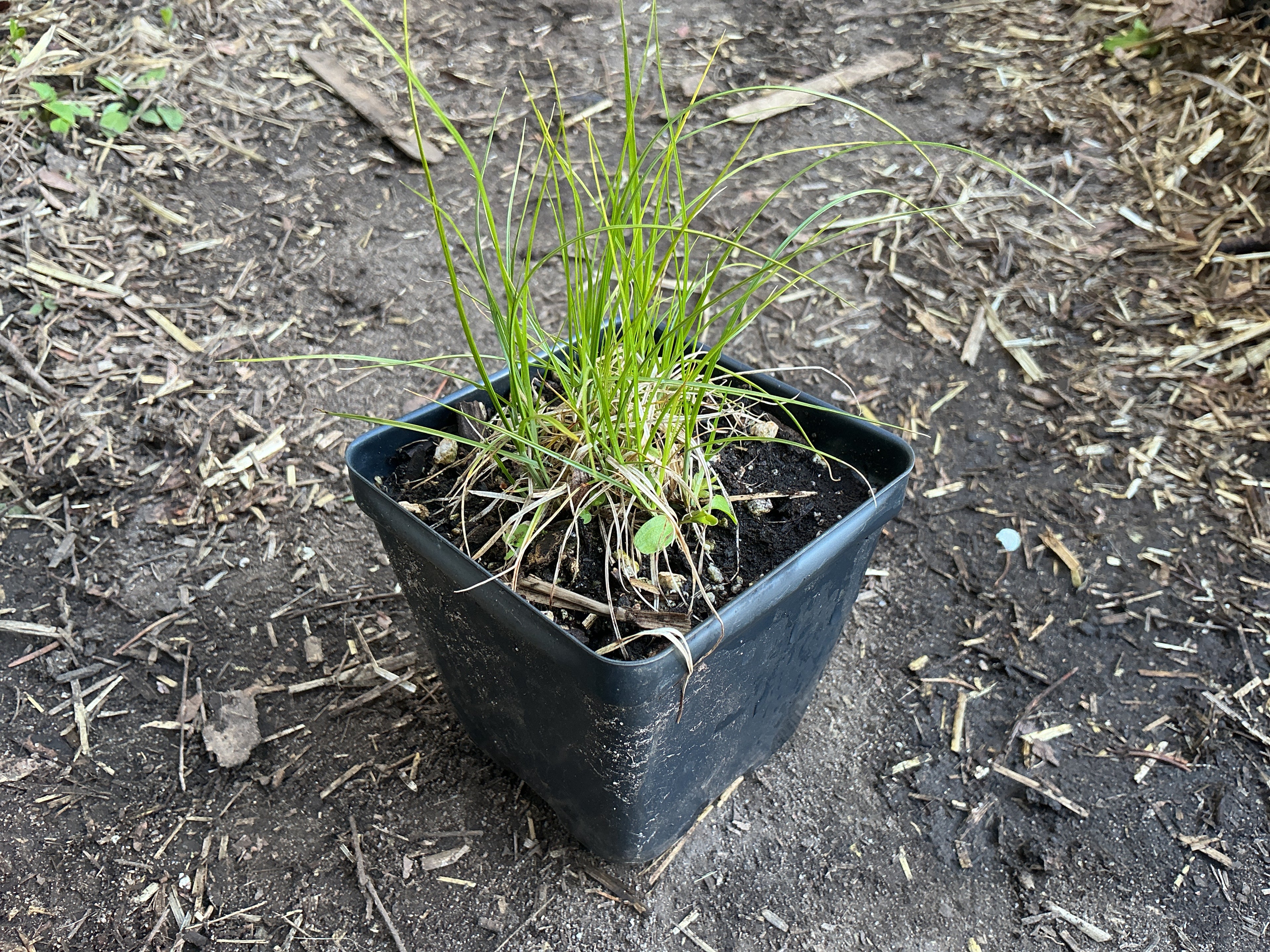 Troublesome Sedge (Carex Molesta)