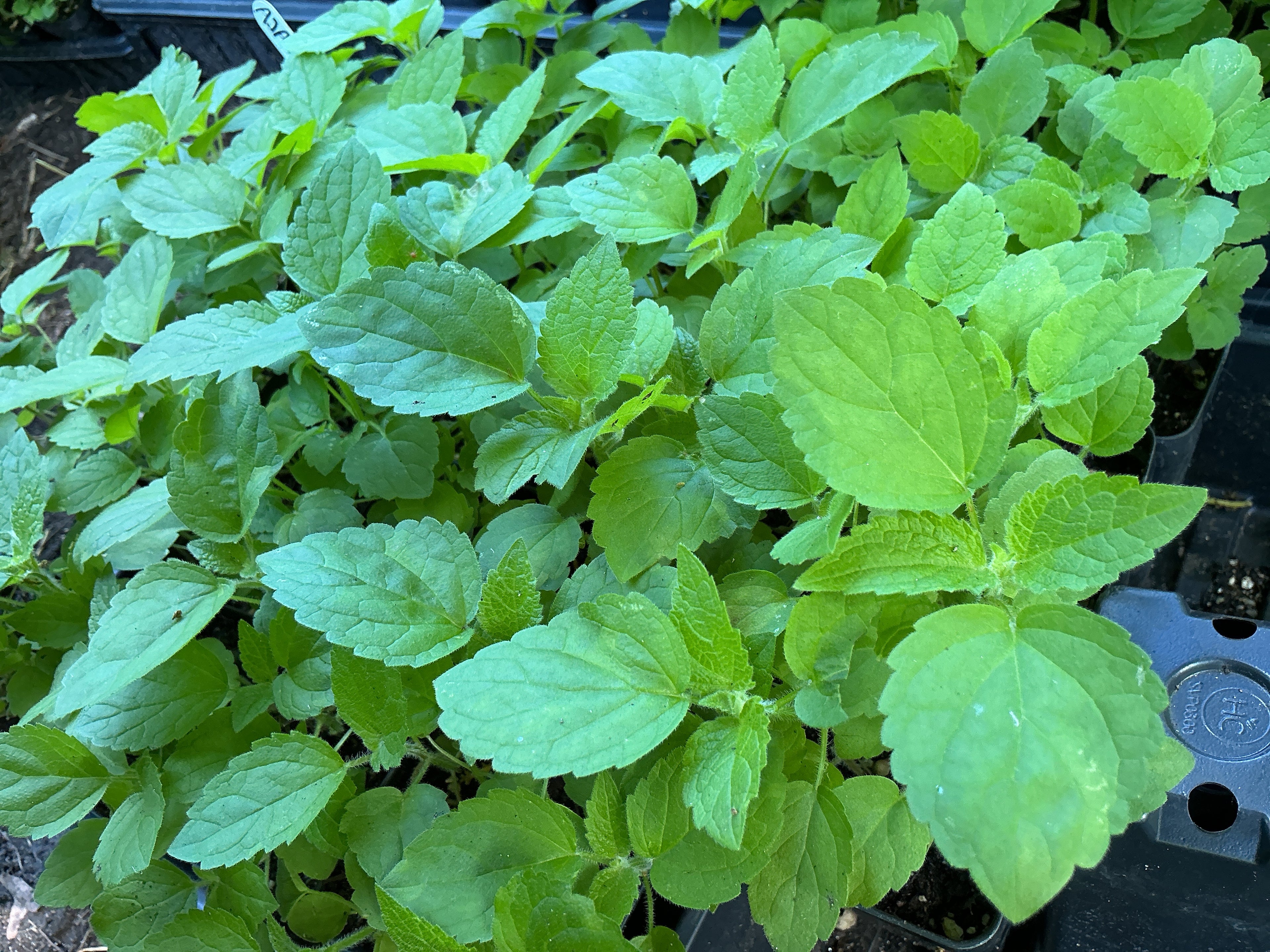 Purple Giant Hyssop (Agastache Scrophulariifolia)