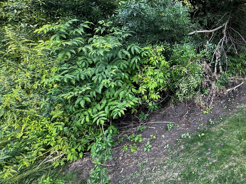 Red Elderberry (Sambucus Racemosa)