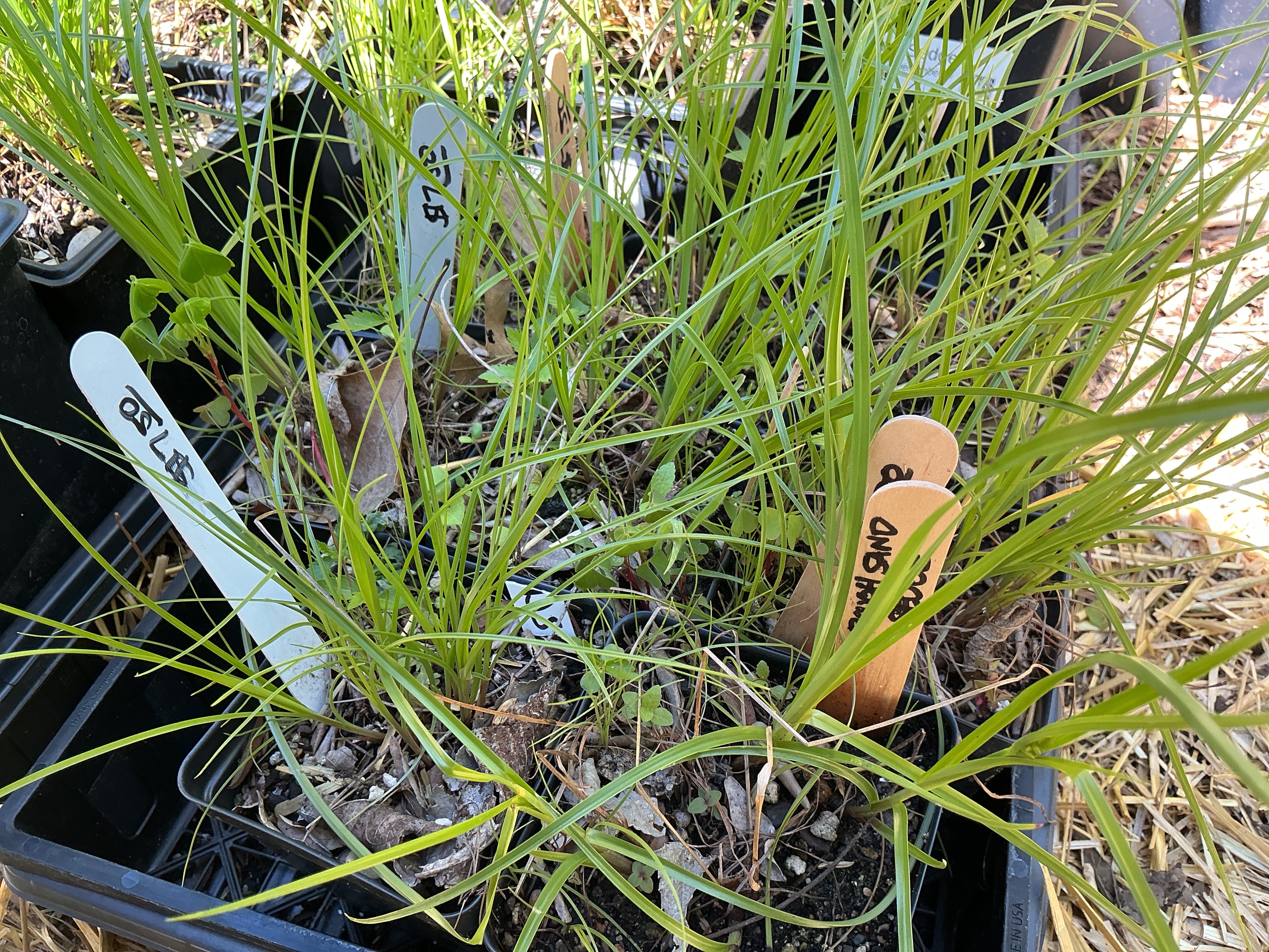 Rough Sand Sedge (Cyperus Schweinitzii)