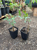 Willow Sp. (Salix Sp.)