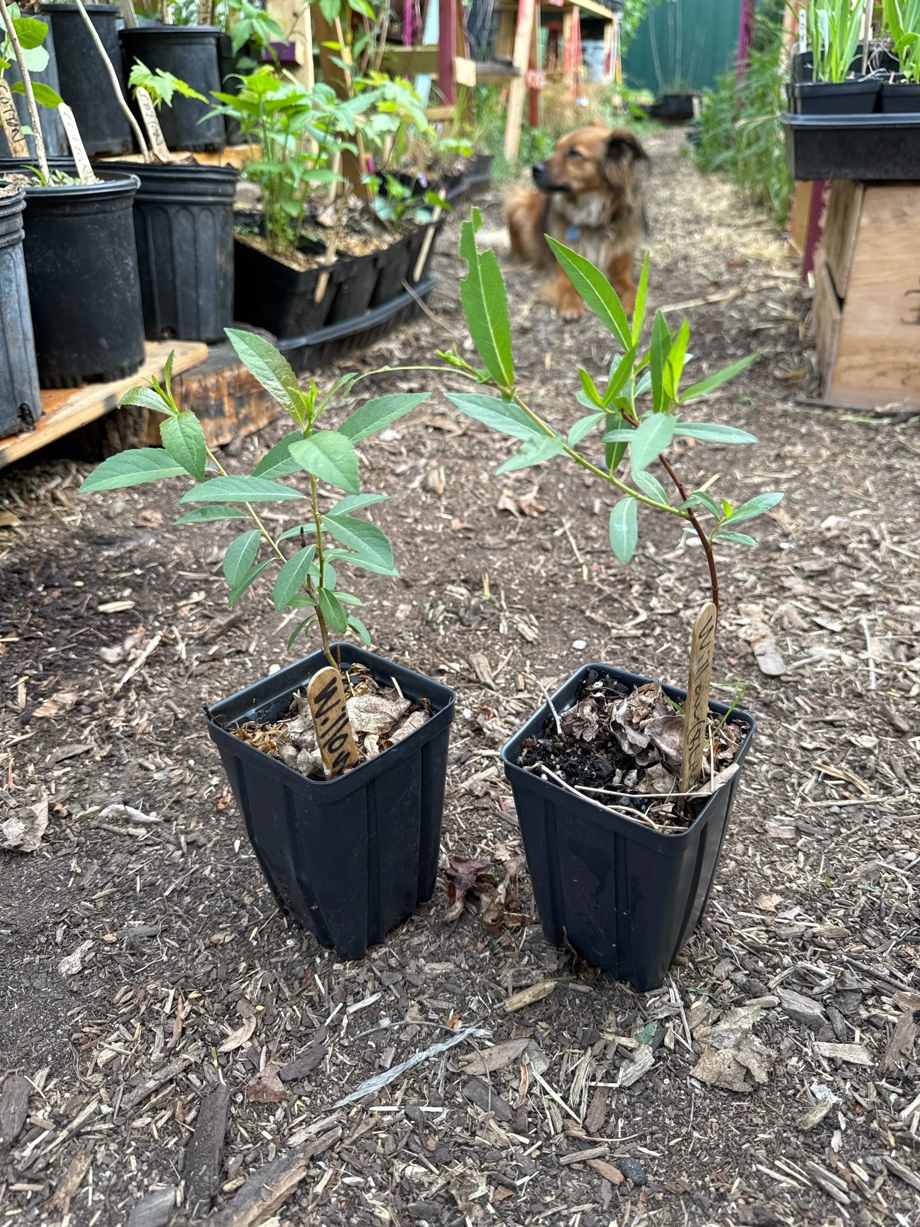 Willow Sp. (Salix Sp.)