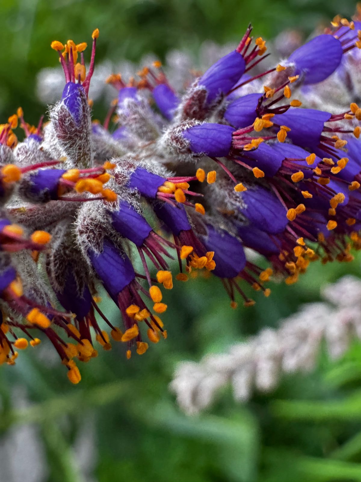 Lead Plant (Amorpha canescens)