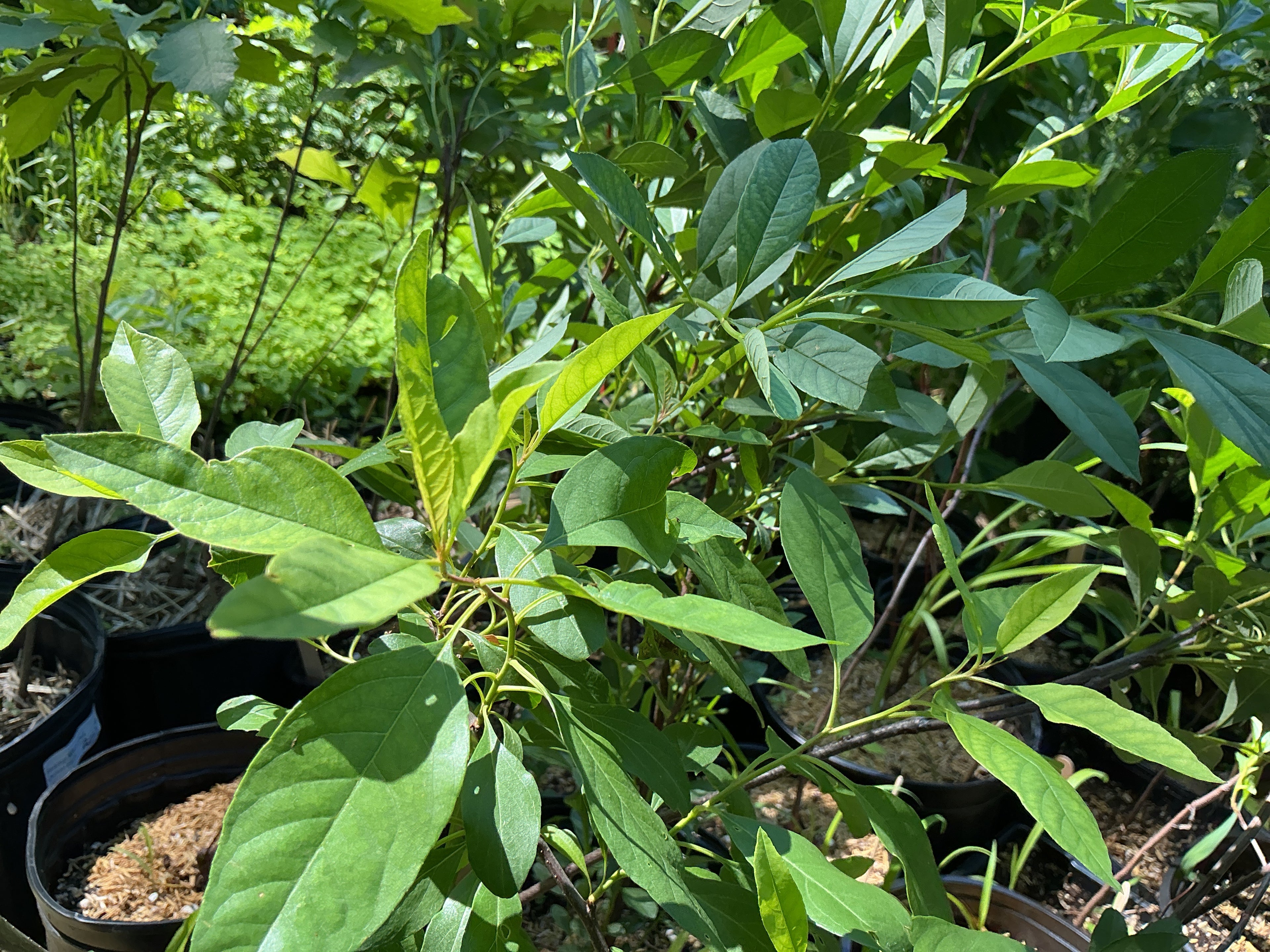 Sand Cherry (Prunus Pumila)