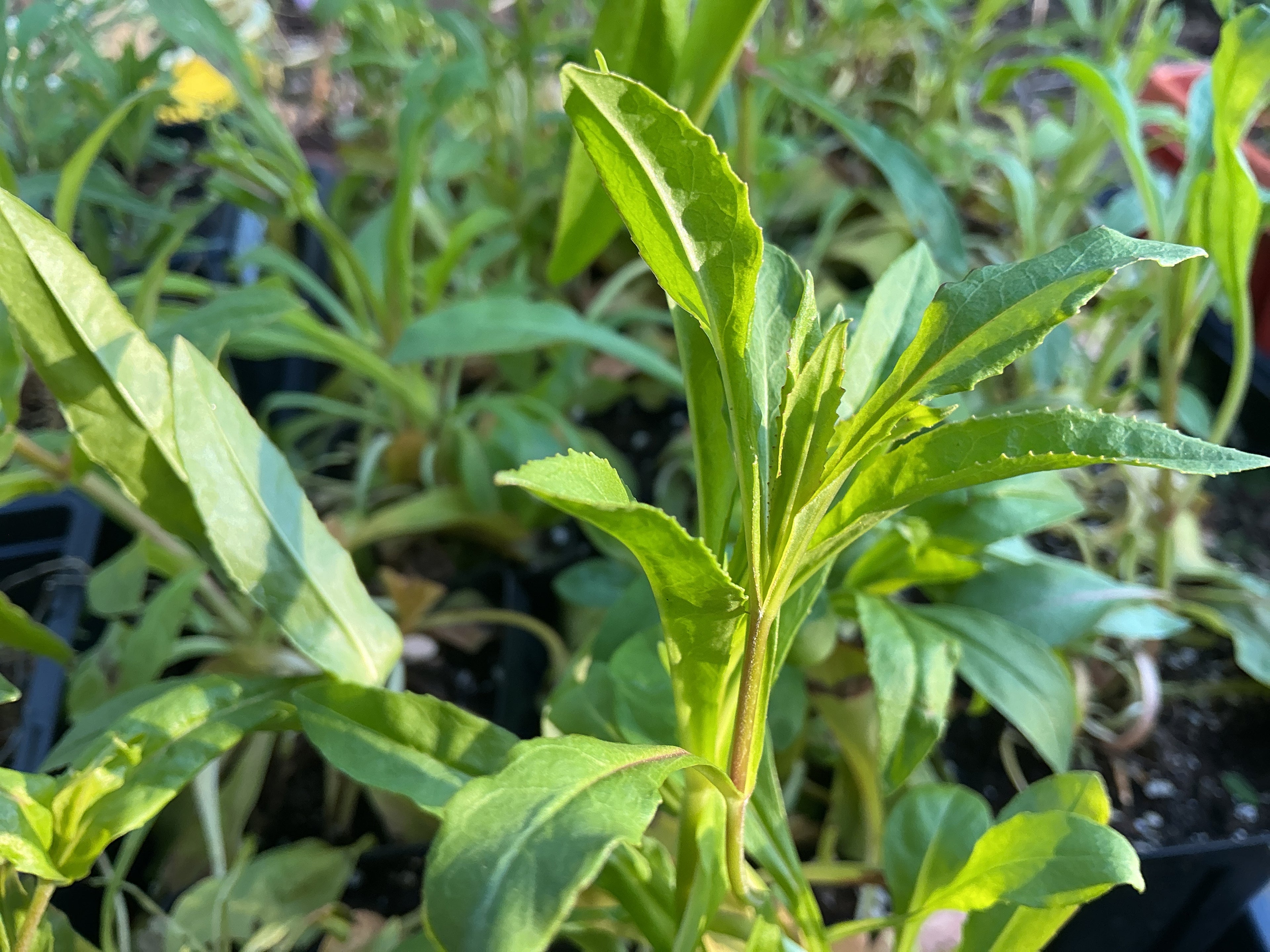 Calico Beardtongue (Penstemon calycosus)
