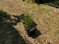 Sand Sedge (Carex Muehlenbergii)