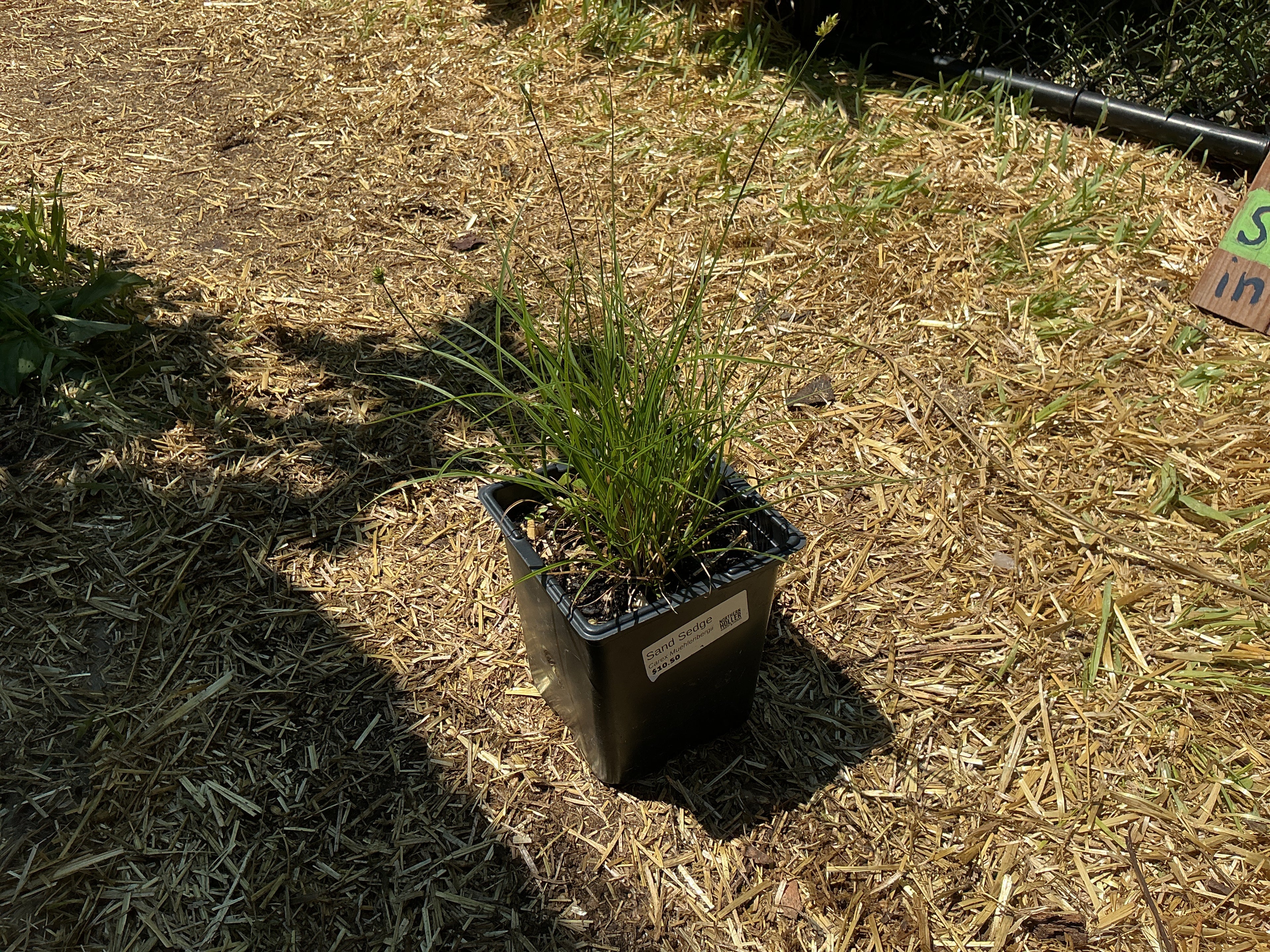 Sand Sedge (Carex Muehlenbergii)