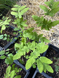 Royal Fern (Osmunda regalis var. spectabilis)