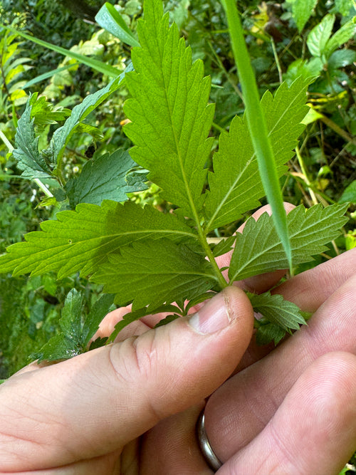 Agrimony (Agrimonia Sp.)