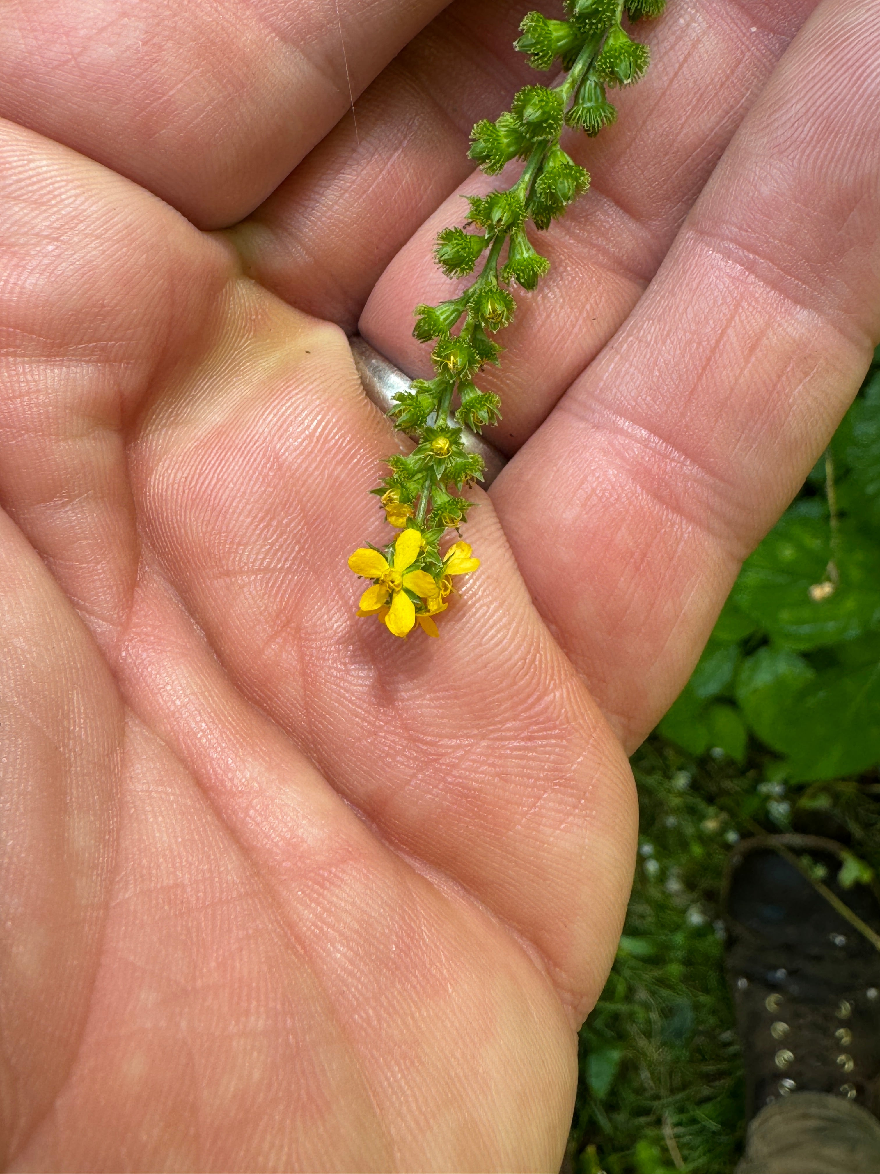 Agrimony (Agrimonia Sp.)