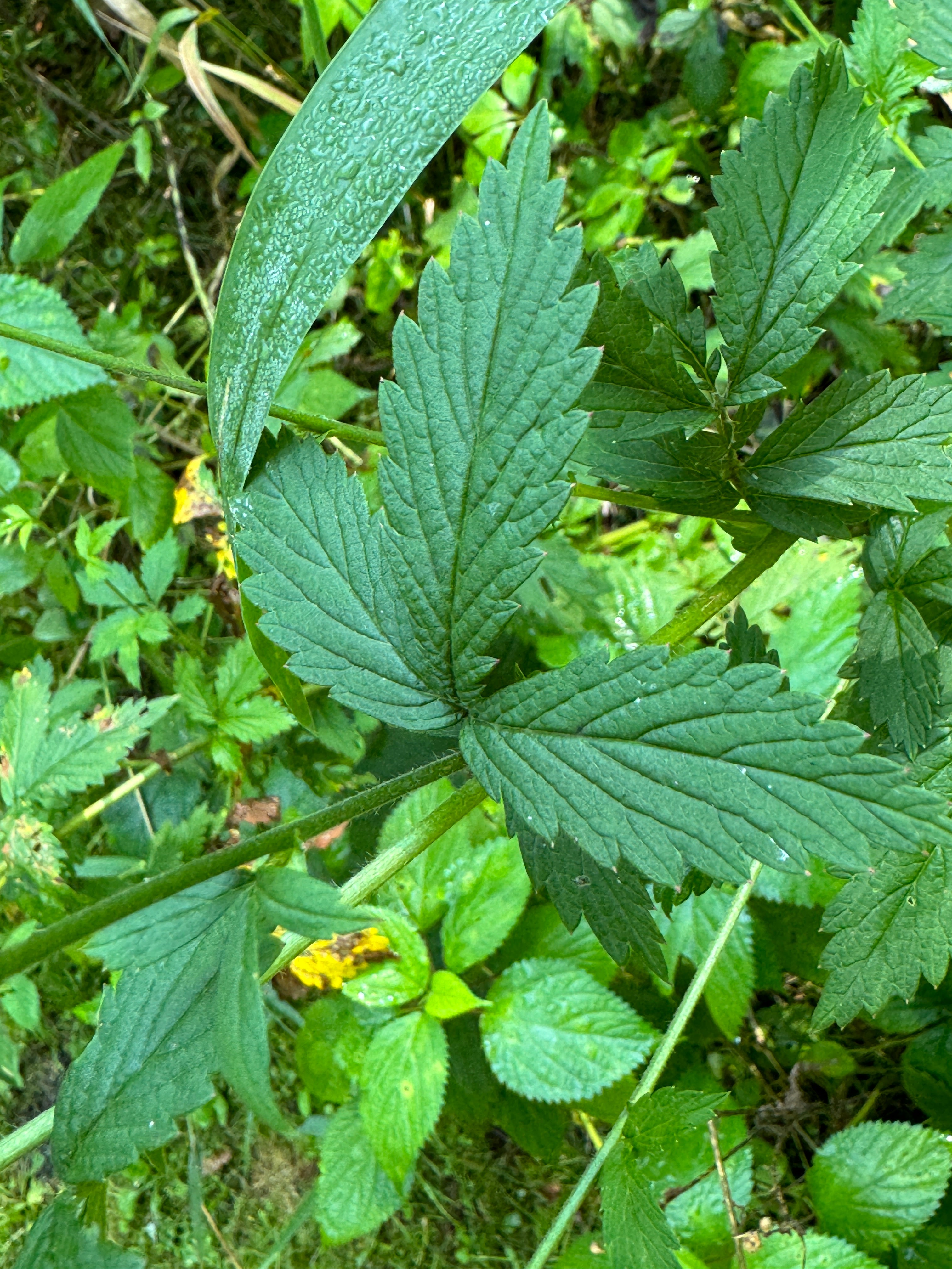 Agrimony (Agrimonia Sp.)