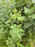 Glade Mallow (Napaea Dioica)