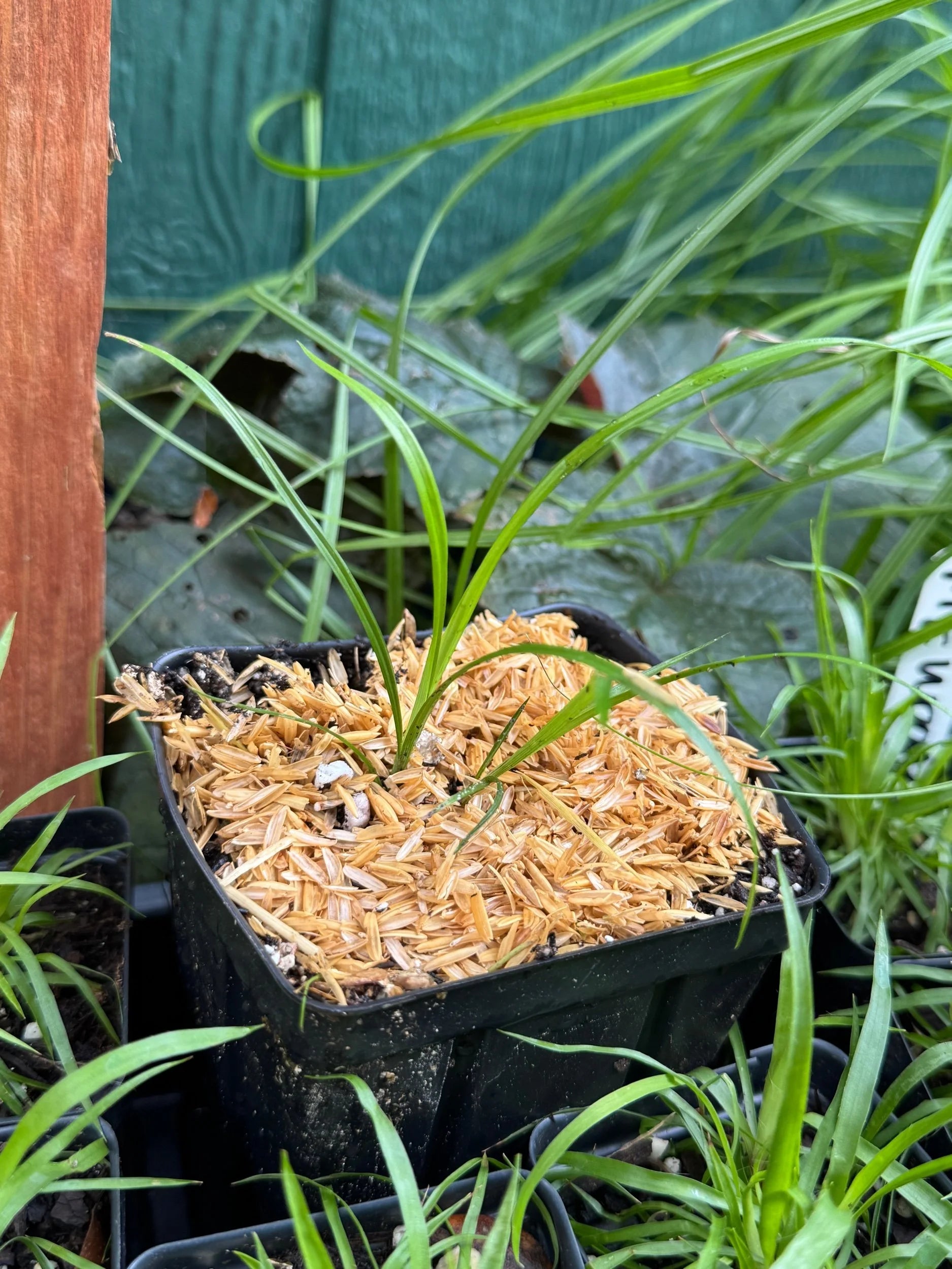 Wood Gray Sedge (Carex Grisea)