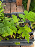 Small-flowered Leafcup (Polymnia Canadensis)