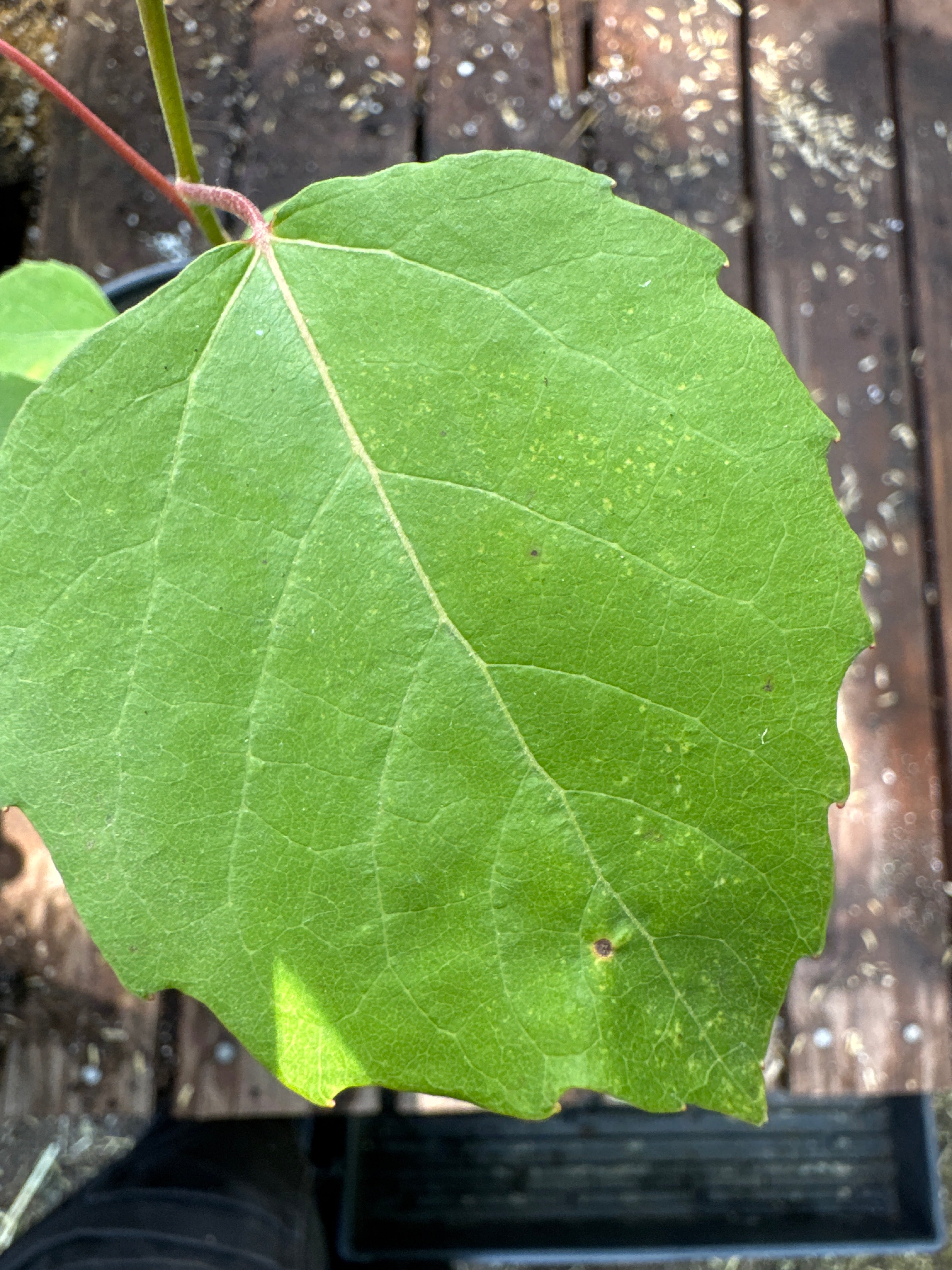 Big tooth Aspen