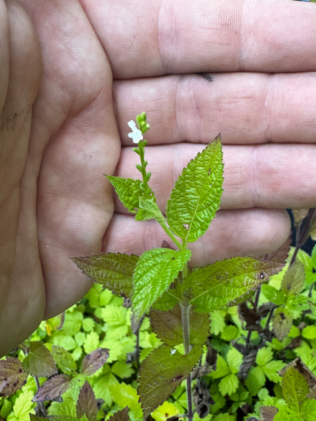 White Vervain (Verbena urticifolia)