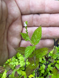 White Vervain (Verbena urticifolia)