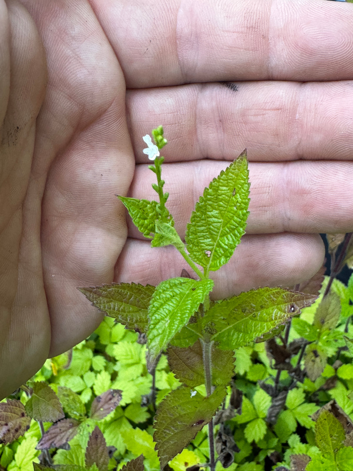 White Vervain (Verbena urticifolia)