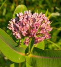 Prairie Milkweed (Asclepias Sullivantii)