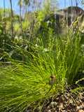 Star Sedge (Carex radiata)