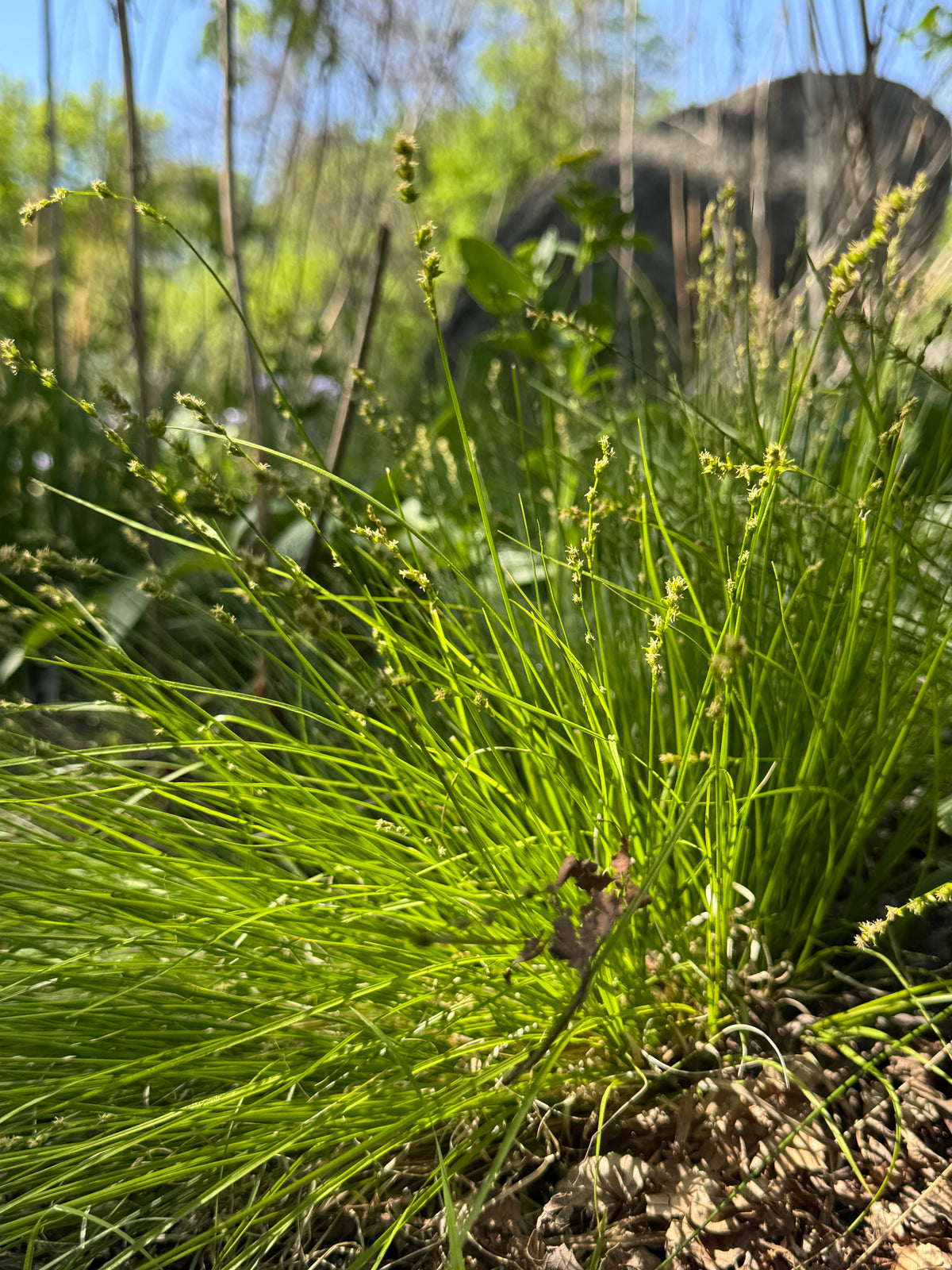 Star Sedge (Carex radiata)