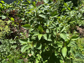Red-osier Dogwood (Cornus Sericea)