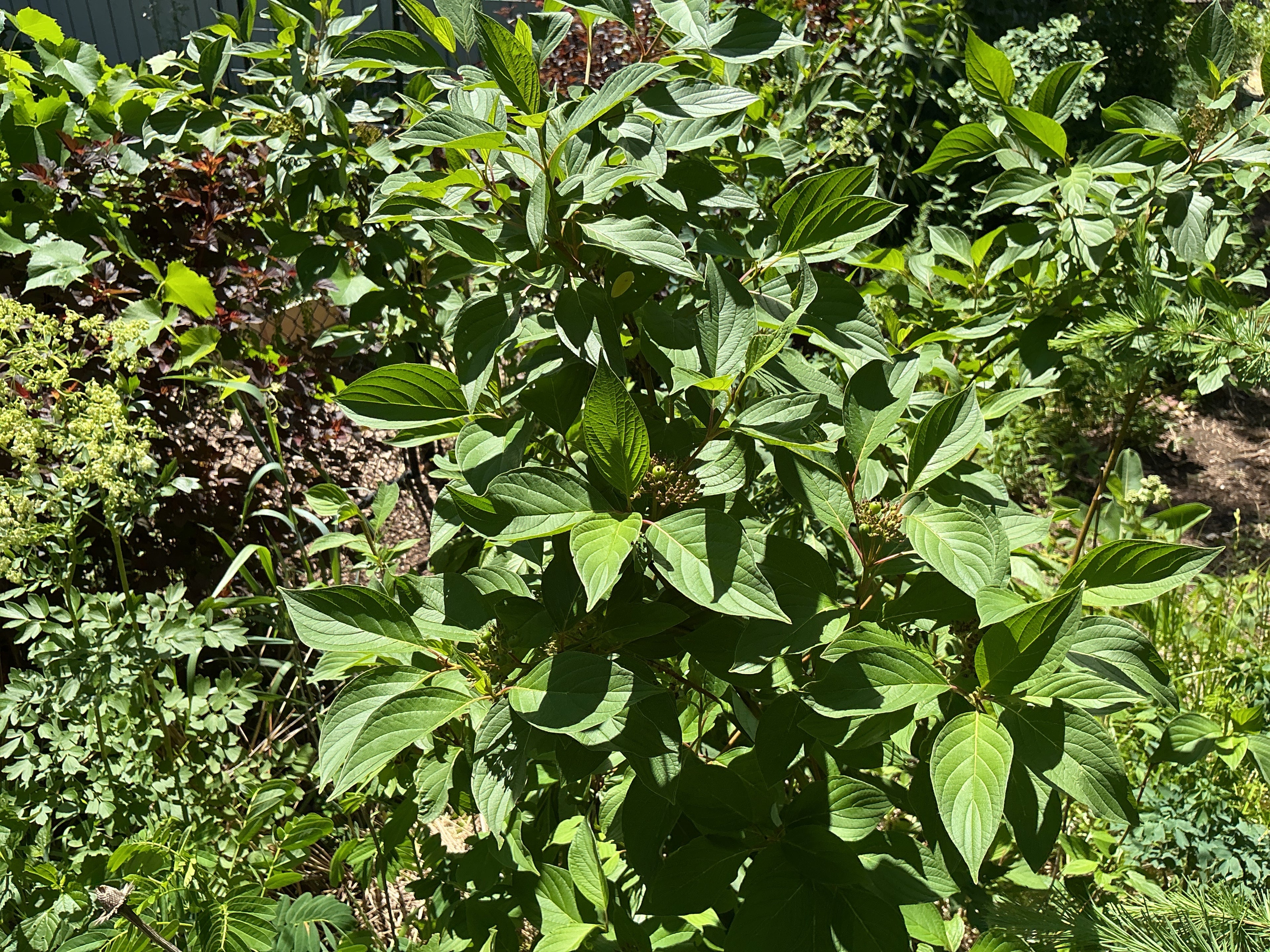 Red-osier Dogwood (Cornus Sericea)
