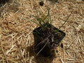 Rough Sand Sedge (Cyperus Schweinitzii)
