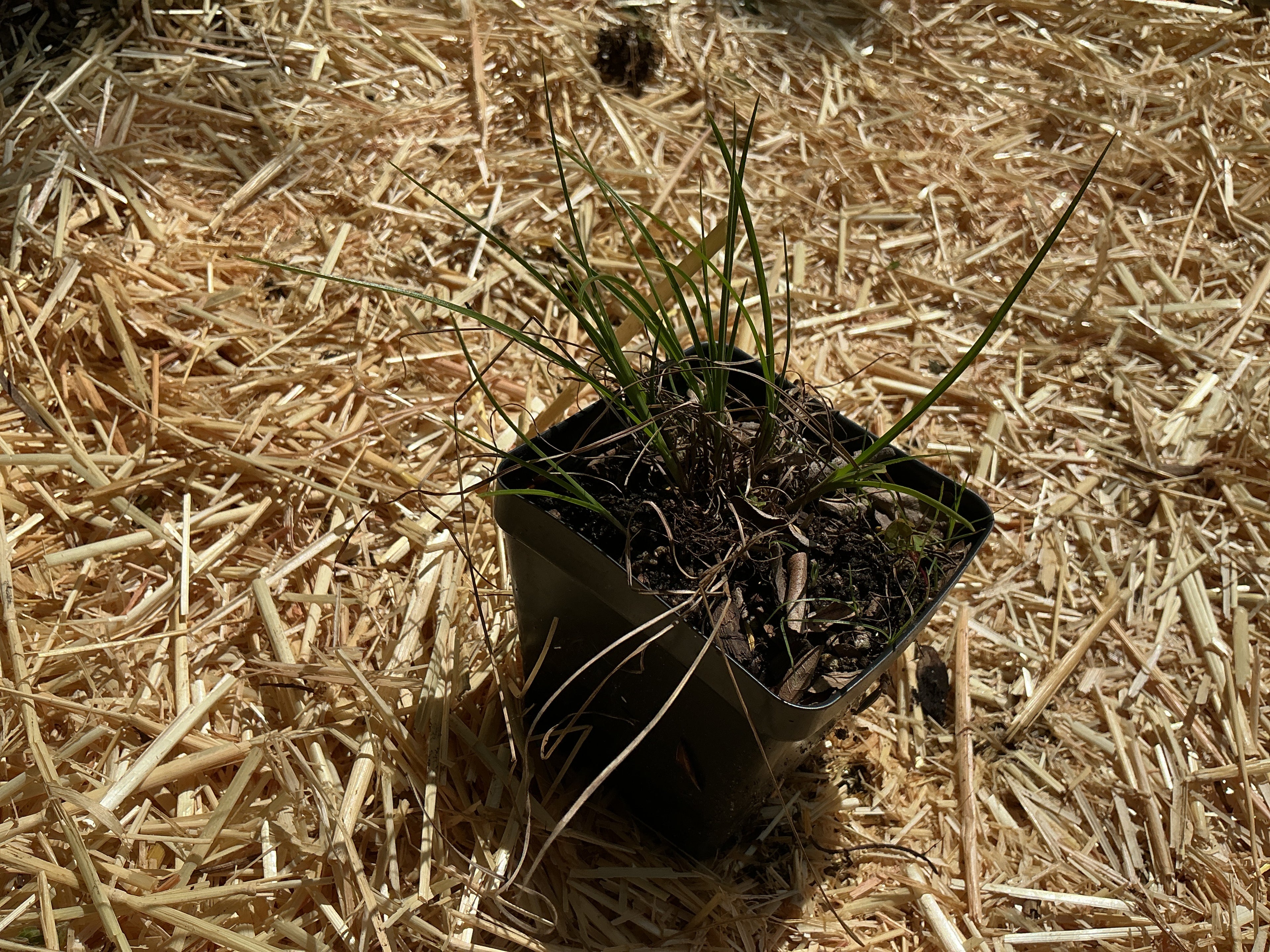 Rough Sand Sedge (Cyperus Schweinitzii)