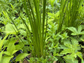 Sweet-Flag (Acorus Americanus)