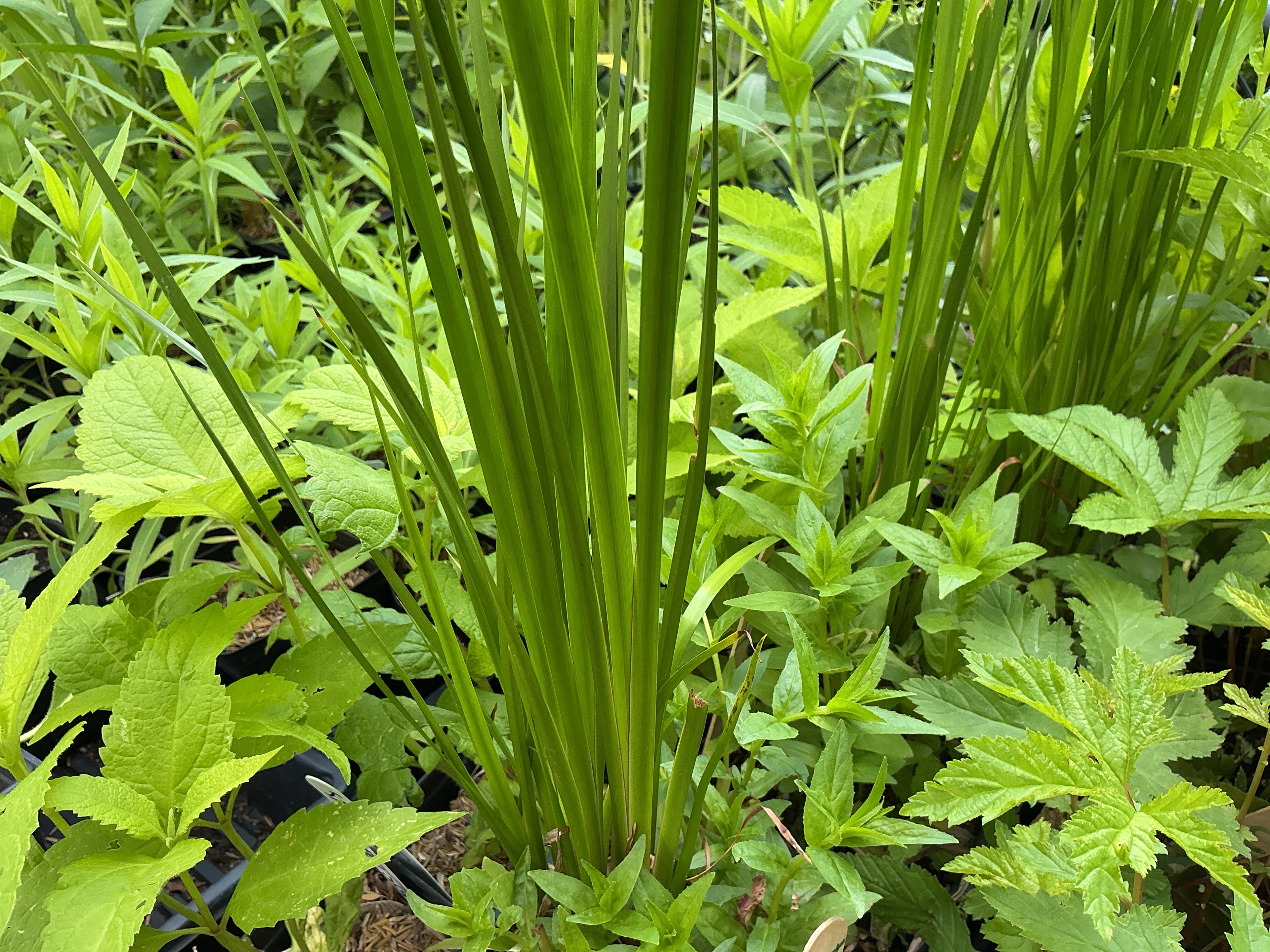 Sweet-Flag (Acorus Americanus)