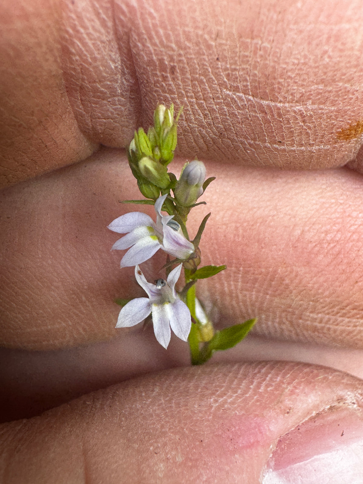 Indian Tobacco (Lobelia Inflata)